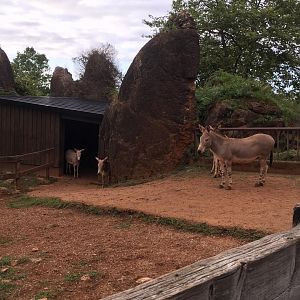 Somali wild ass-Cabarceno 2019