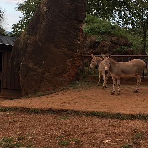 Somali wild ass-Cabarceno 2019