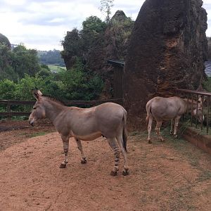 Somali wild ass-Cabarceno 2019