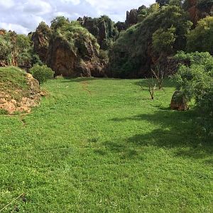 South African cheetah exhibit-Cabarceno 2019