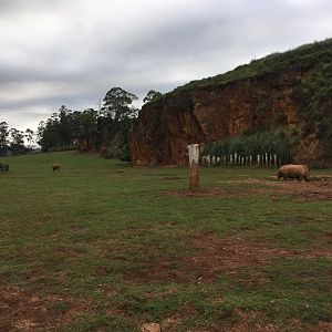 Southern white rhinoceros exhibit-Cabarceno 2019