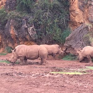 Southern white rhinoceros-Cabarceno 2019