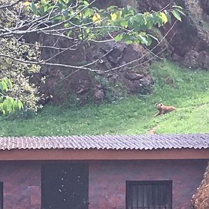 Spotted hyena-Cabarceno 2019