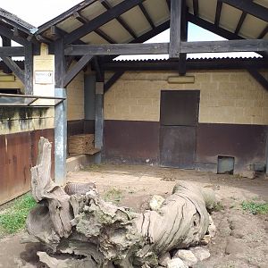 Striped mongoose exhibit-Cabarceno (2019)