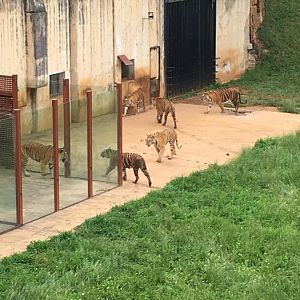 Tigers-Cabarceno 2019