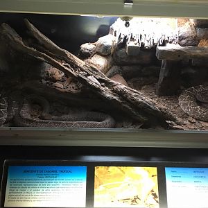 Tropical rattlesnake terrarium-Cabarceno 2019