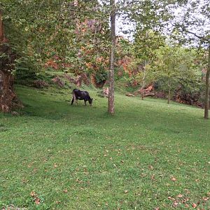 Tudanca cattle exhibit-Cabarceno 2019