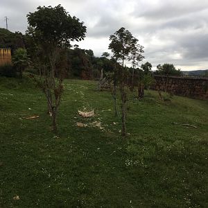 Western lowland gorilla exhibit-Cabarceno 2019