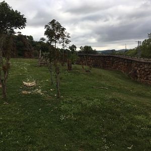 Western lowland gorilla exhibit-Cabarceno 2019