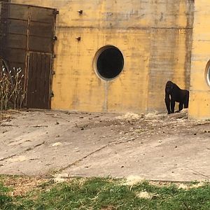 Western lowland gorilla-Cabarceno 2019