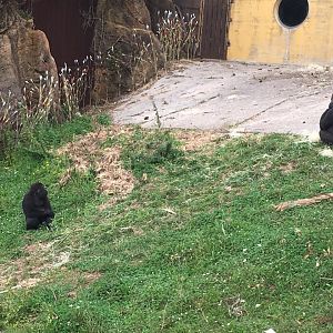 Western lowland gorilla-Cabarceno 2019