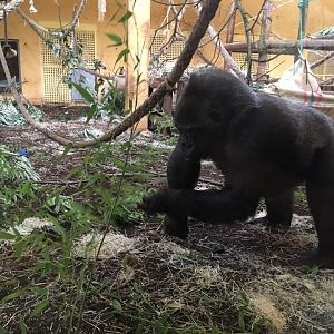 Western lowland gorilla-Cabarceno 2019