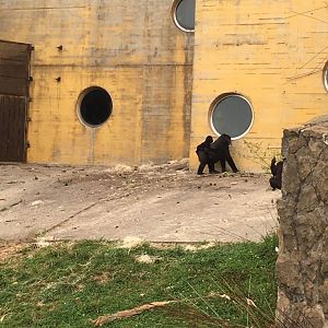 Western lowland gorilla-Cabarceno 2019
