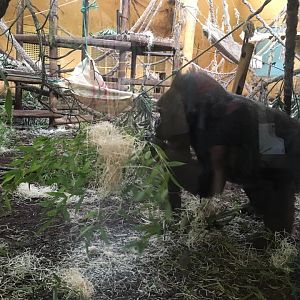 Western lowland gorilla-Cabarceno 2019