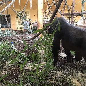 Western lowland gorilla-Cabarceno 2019