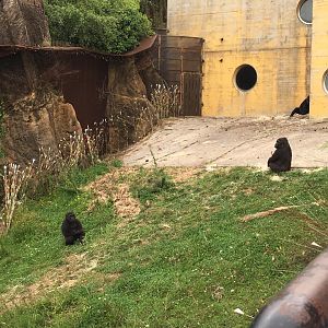 Western lowland gorilla-Cabarceno 2019