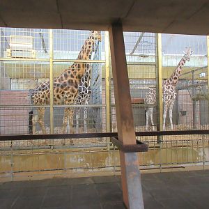 Giraffe Barn - it will probably be demolished soon