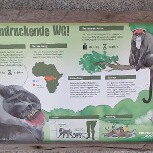 Drill/De Brazza's Monkey Exhibit