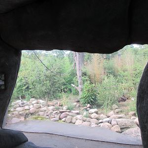 Drill/De Brazza's Monkey Exhibit