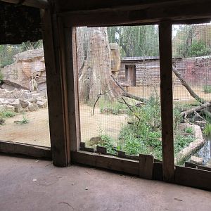 Walk-through African Aviary