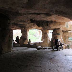 Lowland Gorilla Exhibit - cave viewing area