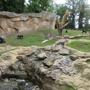 Lowland Gorilla Exhibit