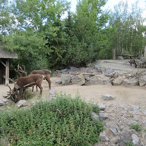 Yukon Bay - American Woodland Caribou Exhibit