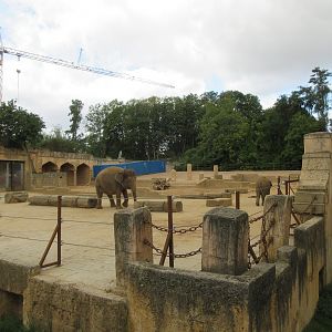 Asia - Asian Elephant Exhibit (with crane in background)