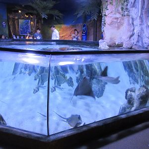 Bay of Rays Tank