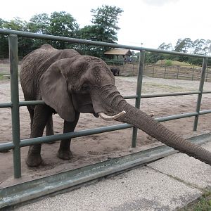 African Elephant (looking for food)