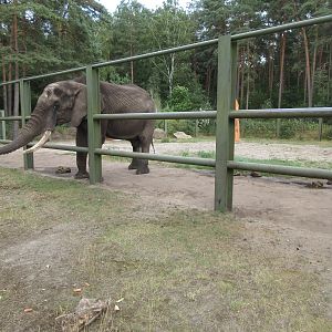 African Elephant Bull Exhibit
