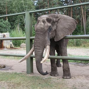 African Elephant (looking for food)