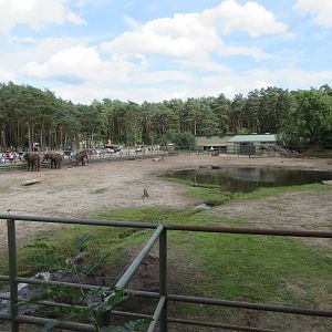 African Elephant Exhibit