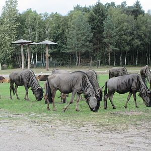 Serengeti Safari - Wildebeest Herd