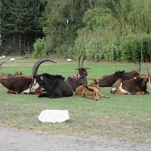 Serengeti Safari - Sable Antelope Herd