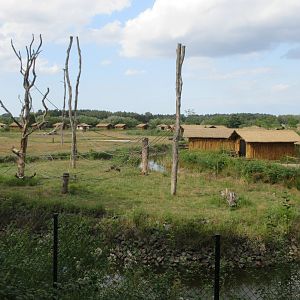 Vervet Monkey Exhibit