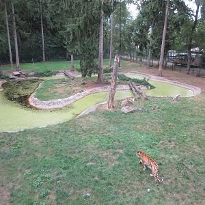 Tiger Exhibit