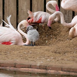 Greater Flamingo chick with parent / Hamerton / 4-8-19