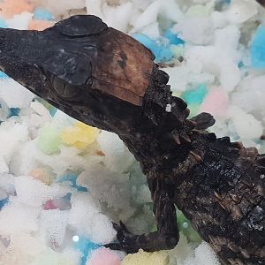 Paleosuchus trigonatus