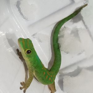 Phelsuma pasteuri