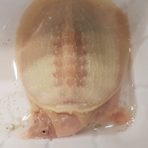 Trionyx sinensis - albino