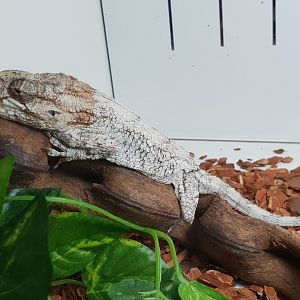 Cuban false chameleon - Anolis barbatus