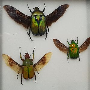 Beetle specimens