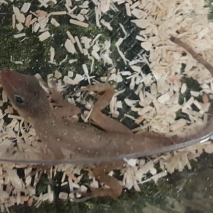 Puerto Rican twig anole - Anolis occulatus