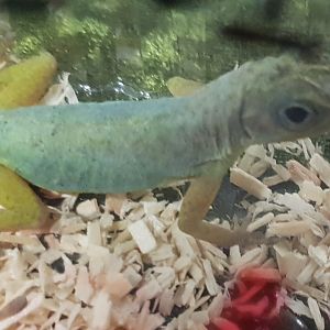 Bronze anole - Anolis aeneus