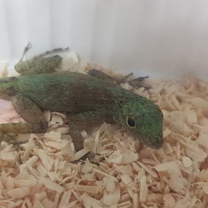 Hispaniolan gracile anole - Anolis distichus