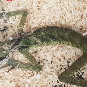 Gonocephalus robinsoni