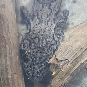 Eastern spiny-tailed gecko - Strophurus williamsi