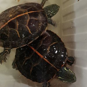 Southern painted turtles - Chrysemys dorsalis