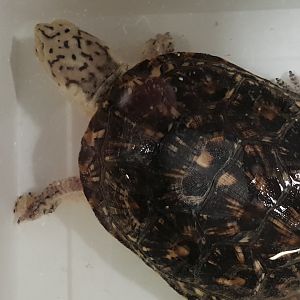 Blanding's turtle - Emydoidea blandingii